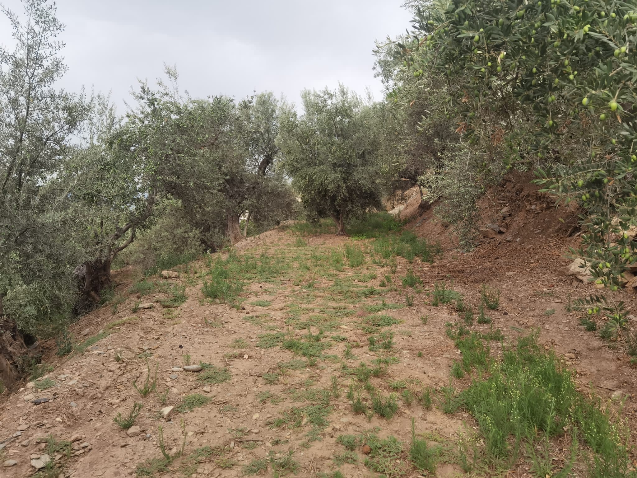 Finca La Ventana Alpujarra Life