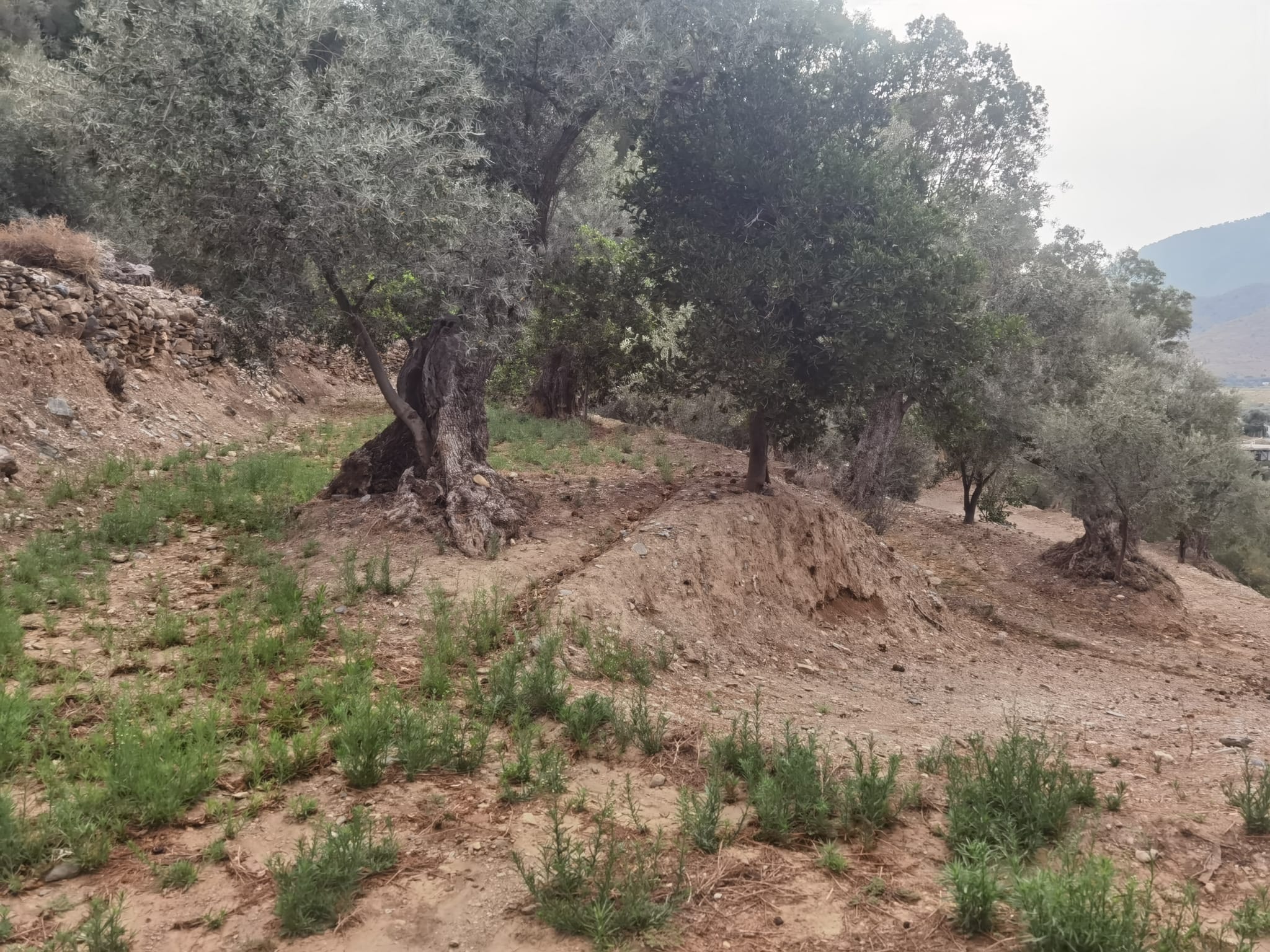 Finca La Ventana Alpujarra Life