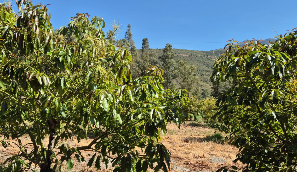 IMG-20250909-WA0060